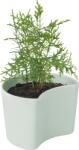 RIG-TIG Саксия Your Tree с борови семена зелена (Z00136-1)