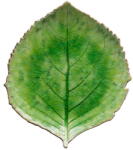 COSTA NOVA Farfurie din gresie ceramică Costa Nova Riviera, 19 x 22 cm, verde