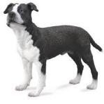 CollectA COLECTA American Staffordshire Terrier (M1188610) Figurina