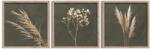 Styler Tablouri 3 buc. 30x30 cm Pampas - Styler