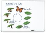 Learning Resources Ciclul vietii fluturelui - set magnetic (LER6043)