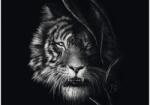 Schmidt Spiele 58541 - Tiger, Ashley Rader - 1000 db-os puzzle