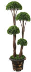  Pom Pom buxus (PZ-3-187)