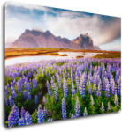 Impresi Tablou Lila blossoming flowers - 70 x 50 cm