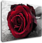 Impresi Tablou Red rose black and white background - 60 x 40 cm