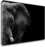Impresi Tablou Elephant black background - 90 x 60 cm