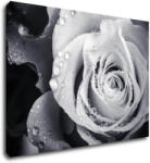 Impresi Tablou Black and white rose with drops of water - 70 x 50 cm