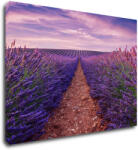 Impresi Tablou Lavender field - 70 x 50 cm
