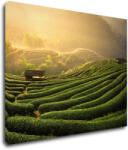 Impresi Tablou Sunrise On The Tea Plantation - 90 x 70 cm