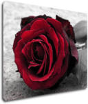 Impresi Tablou Red rose black and white background - 90 x 70 cm