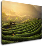 Impresi Tablou Sunrise On The Tea Plantation - 70 x 50 cm