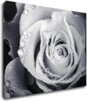 Impresi Tablou Black and white rose with drops of water - 90 x 70 cm