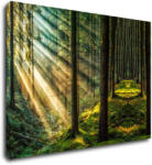 Impresi Tablou Beautiful forest - 70 x 50 cm