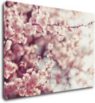 Impresi Tablou Light pink blossom on the tree - 70 x 50 cm