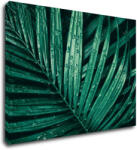 Impresi Tablou Green leaf with drops of water - 70 x 50 cm