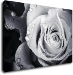 Impresi Tablou Black and white rose with drops of water - 90 x 60 cm
