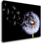 Impresi Tablou Dandelion black and green - 70 x 50 cm