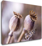 Impresi Tablou Dry Poppy flower - 70 x 50 cm