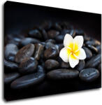 Impresi Tablou White blossom on black stones - 90 x 60 cm