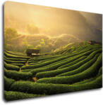 Impresi Tablou Sunrise On The Tea Plantation - 90 x 60 cm
