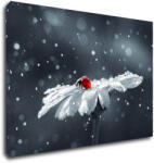 Impresi Tablou Lady bug on the flower - 60 x 40 cm