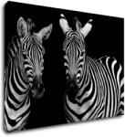 Impresi Tablou Duo zebras black and white - 70 x 50 cm