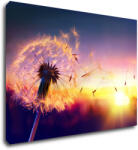 Impresi Tablou Dandelion and sunset - 70 x 50 cm