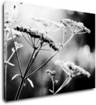 Impresi Tablou Black and white meadow flower - 70 x 50 cm