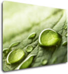 Impresi Tablou Drops of water on the leaf - 70 x 50 cm