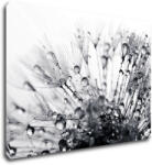 Impresi Tablou Flower with little drops of water - 70 x 50 cm
