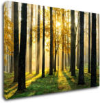 Impresi Tablou Trees and sunshine - 90 x 60 cm