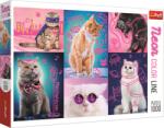 Trefl Super pisici 1000 (10581) Puzzle