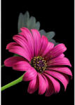 Magic Toys Gerbera gyémántfestő szett 10x15 cm (47160Z/virag)