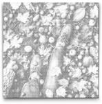  PontPöttyöző - Őszi gyümölcs Méret: 50x50cm, Keretezés: Műanyagtáblával, Szín: Zöld