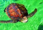 Bluebird Puzzle - Puzzle La Réunion - Tortue de Mer - 1 000 piese Puzzle