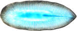 MIJ Farfurie ovală Sky Blue Ridge, 32, 5 x 13, 5 cm, MIJ (MIJC0700) Tava
