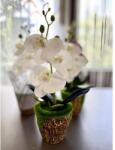 Manóvilág Cserepes Orchidea / Fehér-krém/ 28 Cm (élethű, Gumi, Gondozásmentes)