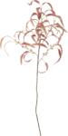 Bloomingville Floare artificală Bloomingville eucalipt 100 cm roșie (82061470)