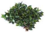 ЗЕЛЕНА СТЕНА ДЕК. ПАНЕЛ 185050 50x50см (185050)