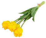 D&D Selyemvirág papagáj Tulipán csokor 5 szálas 47 cm (DD67087)