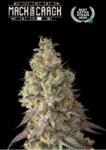 Seedstockers AK420 AUTO 0% THC Kiszerelés: 3 db - weedshop - 15 330 Ft