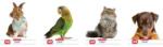 Herlitz Caiet A5 48f Velin Animale (9465760-s) - officeclass