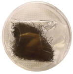 Thuya Műszempilla Hosszabbítás 12mm 0.5g (TH011105018)