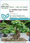 Saflax Bonsai - Bódhifa - 1 csomag