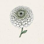 Jora Dahl Benary's Giant White" zinnia - 1 db