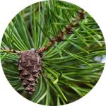  Fenyőtű illóolaj 100 ml