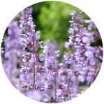  Catnip illóolaj - Illatos Macskamenta Illóolaj 10 ml