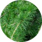  Cédrus 100% tisztaságú, természetes illóolaj 100 ml