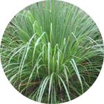  Citromfű cohin 100% tisztaságú, természetes illóolaj 100 ml