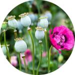  Ópium 100% illatolaj